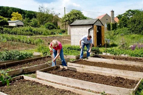 2048x1365-How-to-start-an-allotment-LI805369 Allotment Planner, Allotment Design, Allotment Plan, Allotment Shed, Veg Patch, Allotment Gardening, Year Planner, Veg Garden, Home Vegetable Garden