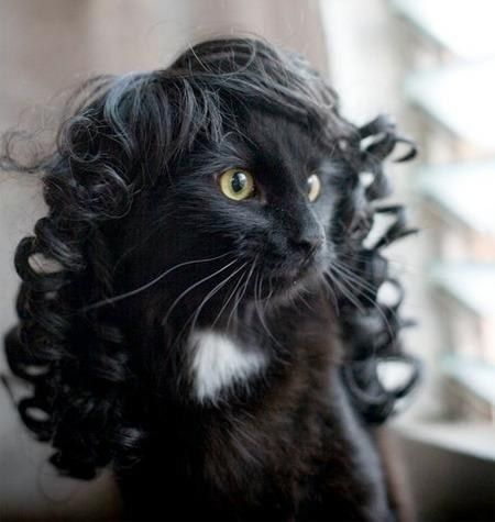 Cats in wigs... 'Nuff said! Funny Wigs, Curly Cat, How To Wear A Wig, Funny Cat Photos, Cat Fashion, Cat Clothes, Cats Meow, Crazy Cat Lady, Cat Photo