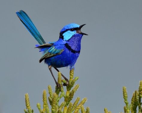 Splendid fairy-wren (Malurus splendens). Native to australia. Fairy Wren, Most Beautiful Birds, Blue Fairy, Australian Birds, Airbrush Art, Pretty Birds, Funny Animal Memes, Colorful Birds, Small Birds