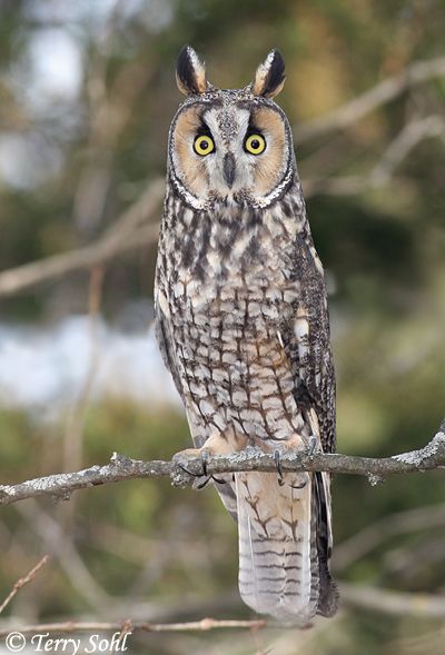 Long-eared Owl as a species of "Least Concern". Description from sdakotabirds.com. I searched for this on bing.com/images Owl Species, Awesome Owls, Short Eared Owl, Nocturnal Birds, Long Eared Owl, Owl Photography, Barred Owl, Owl Photos, Hoot Owl