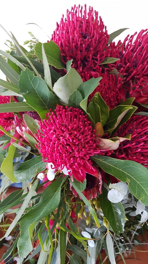 Tasmanian Grown Native Waratah | Bridal Bouquet. Photo by:Jaye Gaffney Protea Wedding, Australian Wildflowers, Bouquet Photo, Australian Flowers, Native Flowers, St Helens, Water Wise, Swansea, Hobart