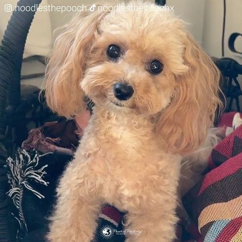 The Cutes And Smartest Burrito You'll Ever See | This is the smartest pup ever! | By Power of Positivity Bichon Poodle Mix, Poodle Mix, Happy Puppy, Power Of Positivity, Burritos, I Love Dogs, Fur Babies, Noodles, Cute Dogs