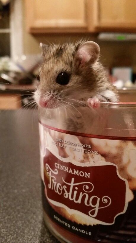 Bagel my Chinese dwarf hamster Hamster Species, Chinese Hamster, Hamster Breeds, Hamsters Funny, Hamster Pics, Hamster Treats, Hamster Care, Baby Hamster, Cute Small Animals