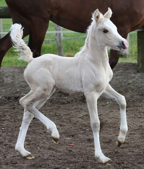 Prancing foal / arvalon.de Horse Foals Aesthetic, Horse Refrence Pose, Horse Full Body Photo, Horses Poses, Foal Reference, Horse Poses Reference, Horse Reference Photos, Horse Prancing, Pony Poses