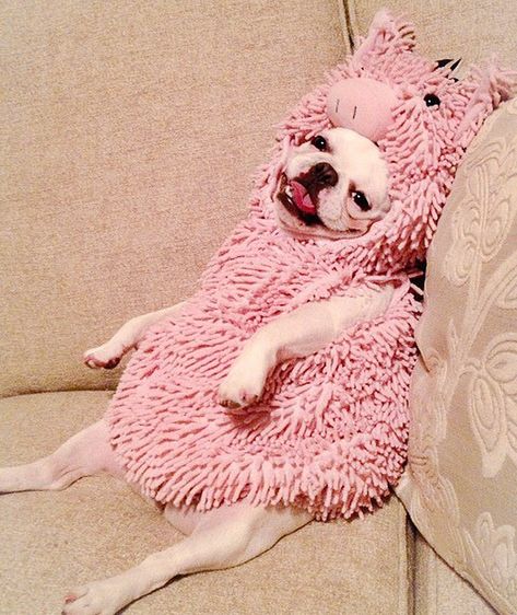 Cute Pig Costume for Dogs - Costume Yeti Pig Costume For Dog, Diy Pig Costume, Pig Costume Diy, Boston Terrier Costume, Skunk Costume, Pig Costume, Costume For Dogs, Pig Halloween, Minion Costumes