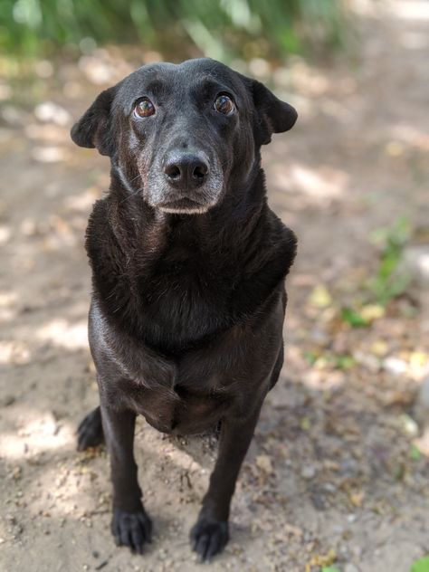 Lucy - family dog - black dog - mutt - good girl Black Mutt Dogs, Mutt Dog, Life Movie, Black Indians, Farm Dogs, Dog Black, Family Dog, Dog Adventure, Happy Bday