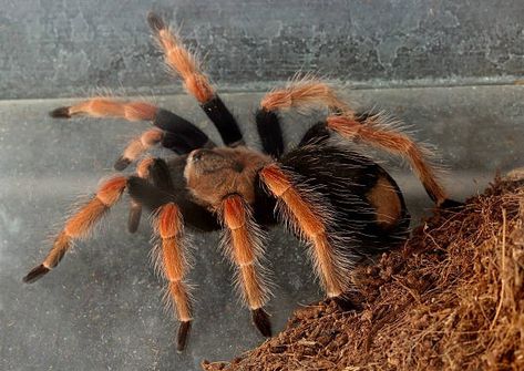 Mexican Fire Leg Tarantula, Mexican Redknee Tarantula, Tarantula Species, Spiders, Bugs, Animals, Red, Quick Saves, Nature