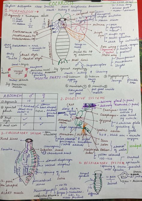 Short Notes Of Biology, Cockroach Notes Neet, Neet Short Notes, Class 11 Biology Notes, Zoology Notes, Biological Classification, Biochemistry Notes, Neet Notes, Learn Biology