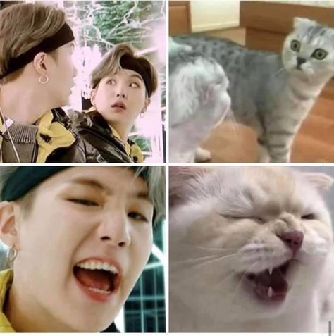 Lil Meow Meow, Min Yoongi Wallpaper, Yoonmin Fanart, Bts V Pictures, Suga Yoongi, Kpop Funny Bts, Min Yoongi Bts, Bts Funny Moments, Meow Meow