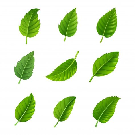 Various shapes and forms of green leaves... | Free Vector #Freepik #freevector #pattern #floral #tree #abstract Green Leaf Background, Shapes And Forms, Decorative Set, Leaves Illustration, Leaf Illustration, Floral Texture, Leaves Vector, Tropical Foliage, Leaf Background