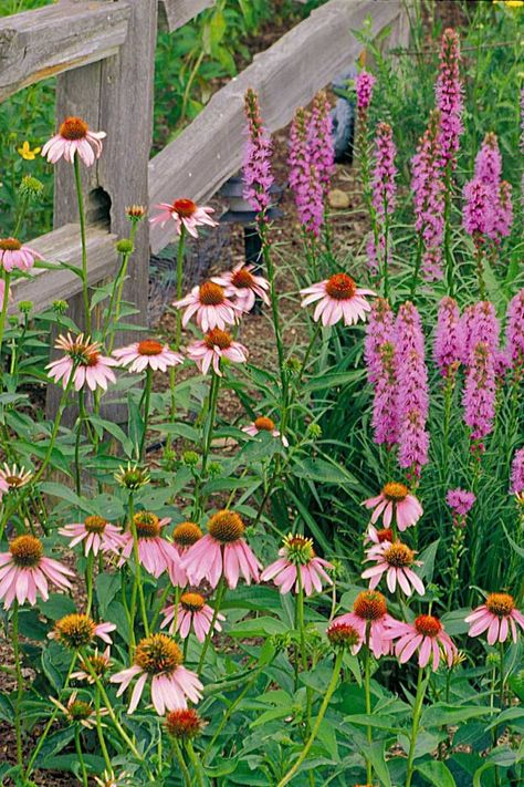 Purple coneflower and blazing star planted by a rugged split-rail fence is one example of a natural garden landscaping style that blends home landscapes into their region's native plants. Copyright ©2000 by Dolezal & Associates. All Rights Reserved. grownbyyou.com Blazing Star Flower, Flower Species, Blazing Star, Purple Coneflower, Virtual Flowers, Sun Garden, Garden Plan, Perennial Herbs, Flower Landscape