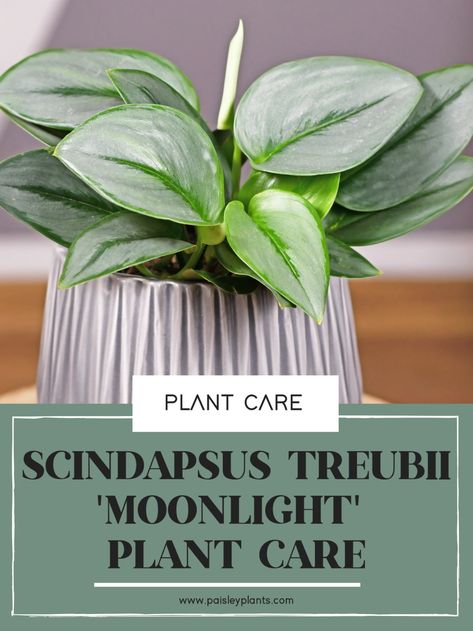 Scindapsus Treubii Moonlight Plant Care Guide - Paisley Plants Moonlight Plant, Scindapsus Treubii Moonlight, Silver Plants, Treubii Moonlight, Plant Care Guide, Silver Plant, Plants Care, Pothos Plant, Low Light Plants