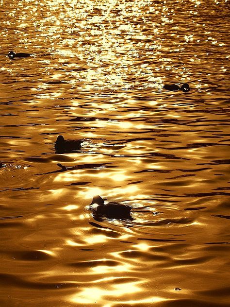 kendrasmiles4u: “Birds’ silhouettes by tanakawho on Flickr. @kendrasmiles4u ” Golden Eyes, Bird Silhouette, Gold Aesthetic, Colorful Life, Golden Glitter, Water Art, Photo Wall Collage, Shades Of Gold, Purple Gold