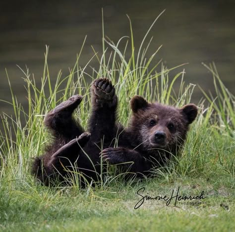 Bear Cub Aesthetic, Black Bear Cubs, Bear Cub, Baby Black Bear, Alaskan Wildlife, Black Bear Cub, Sleeping Animals, Bear Photos, Bear Pictures