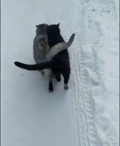 Walking In Snow, Cats Walking, Snow Walking, Cat Walk, Walking, Animals, Quick Saves