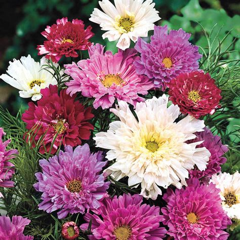 Double Click Cosmos Seed Cosmos Double Click, Cosmos Plant, Full Sun Garden, Cosmos Bipinnatus, Annual Garden, Cosmos Flowers, Shade Flowers, Home Garden Plants, Annual Flowers