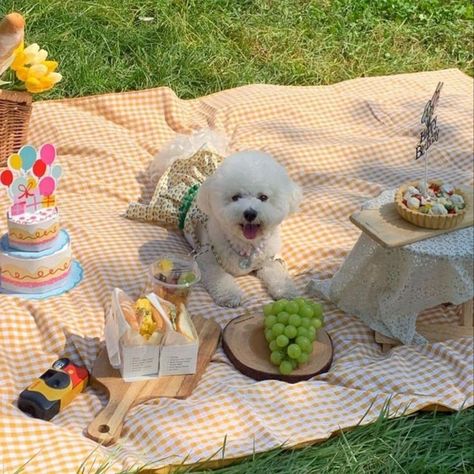 Romantic Dinner Decoration, Picnic Photo Shoot, Pet Store Ideas, Picnic Pictures, Pet Portraiture, Animal Photoshoot, Dog Poses, Dog Photoshoot, Puppy Birthday