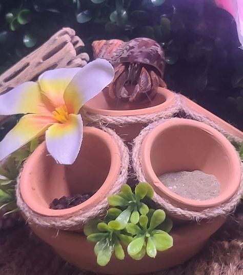 Diy Hermit Crab Climbing Toys, Crabitat Ideas Diy Hermit Crab Habitat, Crab Tank Ideas, Hermit Crab Tank Ideas, Crab Ideas, Diy Bearded Dragon Enclosure, Dragon Enclosure, Crab Habitat, Crab Tank