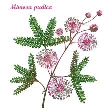 Shy Plant, Touch Me Not Plant, Mimosa Plant, Mimosa Pudica, Pink Mimosa, Sensitive Plant, Filipino Art, Plant Tattoo, Batik Art