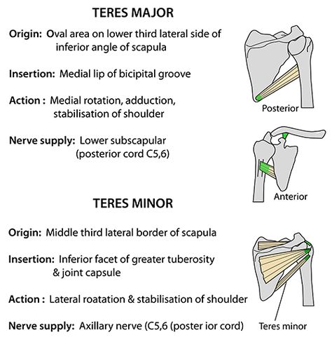 Anatomy Of The Body, Teres Major, Arteries And Veins, Lower Limb, Body Anatomy, Medical Education, Human Anatomy, Head And Neck, Web Site