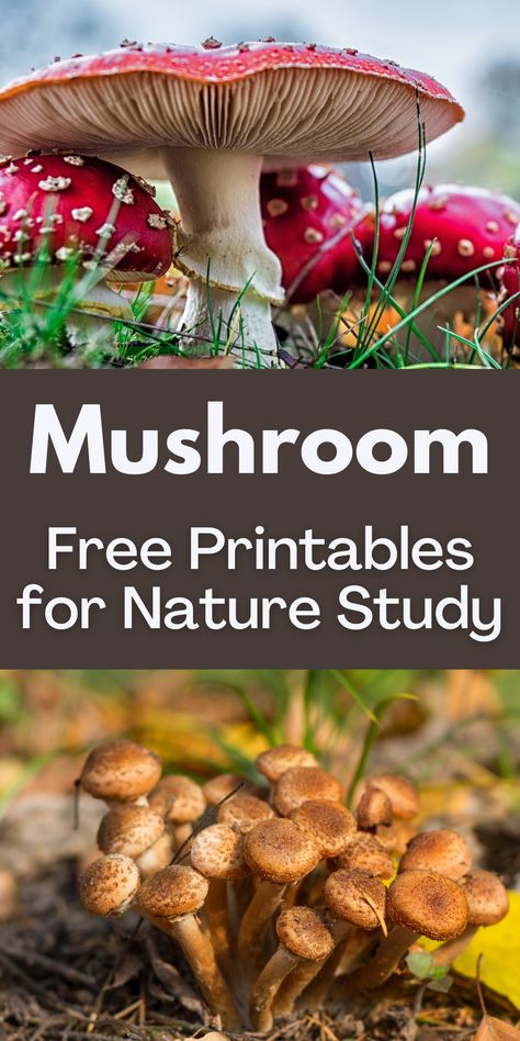 Mushrooms Unit Study, Mushroom Unit Study Free, Pictures Of Mushrooms, Mushroom Coloring Pages, Coloring Sheets For Adults, Mushroom Coloring, Nature Printables, Homeschool Nature, Study Printables