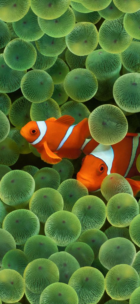 Clownfish Wallpaper, Fish Wallpaper Iphone, Apple Logo Wallpaper Iphone, First Iphone, Original Iphone Wallpaper, Apple Logo Wallpaper, Clownfish, Fish Wallpaper, Spring Wallpaper