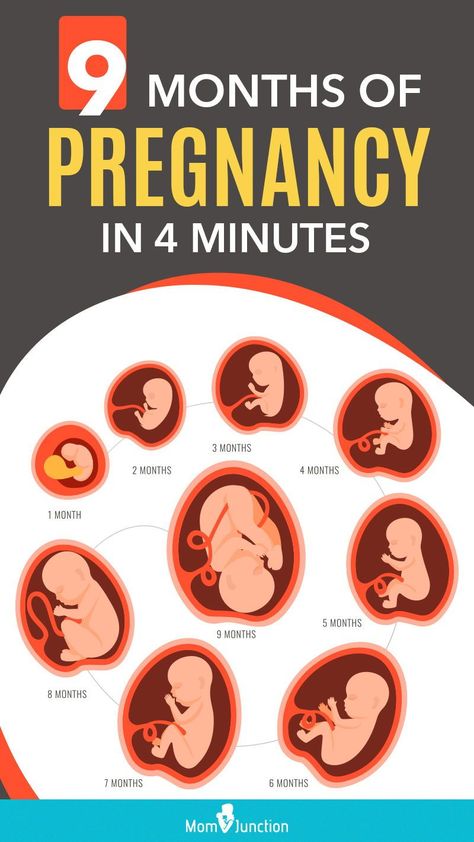 Stages Of Fetal Development, Baby In The Womb, Months Of Pregnancy, Healthy Pregnancy Tips, Basic Anatomy And Physiology, Fetal Development, Unborn Baby, Pregnancy Months, Mom Junction