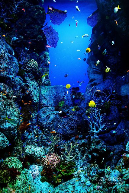 Coral Reef Photography, Sea Life Aquarium, Ocean Underwater, Ocean Backgrounds, Life Under The Sea, Undersea World, Under The Ocean, Ocean Floor, On The Ocean