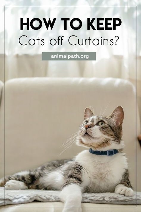 How to keep cats off curtains? Cat Proof Curtains, Catio Furniture, Cat Deterrent Spray, Cat Deterrent, Cat Tips, Cat Window Perch, Cat Proofing, Cat Urine, Cat Perch