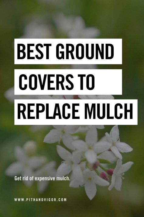 Let’s face it, anywhere you put mulch, you can dig a hole and plant ground cover. Indeed, ground cover plants are simply living mulches that don’t cost time or money to install every spring. Just like mulch they help retain soil moisture, and they keep weeds from crowding in. Ground cover also provides an extra layer of color and, often, beautiful flowers. Easy Ground Cover Ideas, Outdoor Ground Cover Ideas, No Mulch Flower Beds, Orchard Ground Cover, Natural Ground Cover, Pet Friendly Ground Cover, Planting Ground Cover, Ground Covering Ideas, Mulch Replacement Ideas