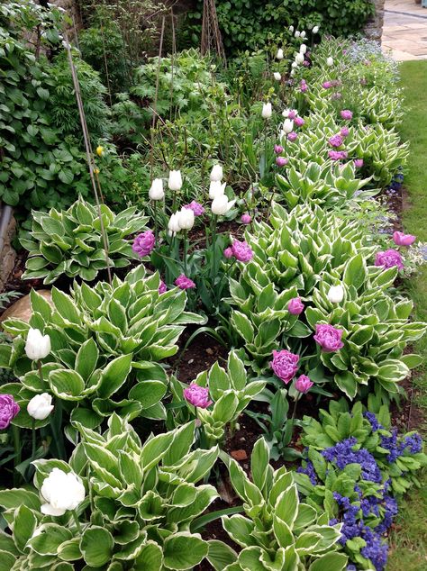 Hostas with Lilac Perfection Tulips Tulips And Hostas, Peonies And Hostas, Landscaping For Beginners, Garden Tulips, Dream Garden Backyards, Garden River, Pool Bed, Front Lawn Landscaping, Conservatory Greenhouse