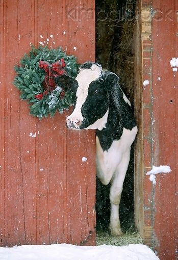 A Farmhouse Christmas…but as my  husband would say…"it's the wrong color cow…" lol - Yep, it should be Guernsey! Holstein Cows, Cow Art, Noel Christmas, Cute Cows, Red Barn, Country Christmas, Christmas Animals, Christmas Pictures, Farmhouse Christmas