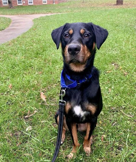 This doggo is a relatively new breed and is a combination between the Rottweiler and the Labrador Retriever. Both of the parent breeds of this mix are working dogs, so the Rottador behaves in the same manner. The breed was originally developed sometime in the 1990s in North America, to create a dog that could be both loving as well as protective. The Rottador fills both of these checkboxes, and their popularity has been continuously growing over the years. One Home, Kinds Of Dogs, Aggressive Dog, Labrador Retriever Mix, The 1990s, Dog Park, Working Dogs, Kind Heart, Family Pet