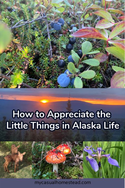 Alaska Living Homesteads, Gardening In Alaska, Homesteading In Alaska, Homesteading Checklist, Alaska Garden, Homesteading Inspiration, Alaska Homestead, Suburban Homesteading, Alaska Life