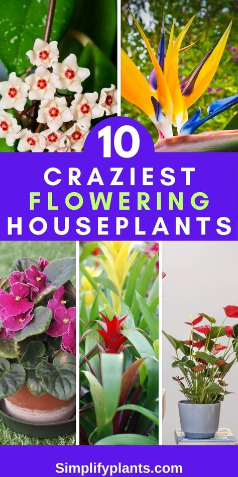 "Top 10 exotic houseplants, tropical houseplants, unique indoor plants, rare 
flowering plants, houseplants from tropical regions, unusual flowering 
houseplants, indoor tropical plants, stunning tropical houseplants, 
beautiful flowering houseplants, colorful indoor plants" Exotic House Plants, Flowering House Plants, Tropical House Plants, Tropical Beauty, About Plants, Inside Plants, Tropical House, House Plants Indoor, Tropical Paradise