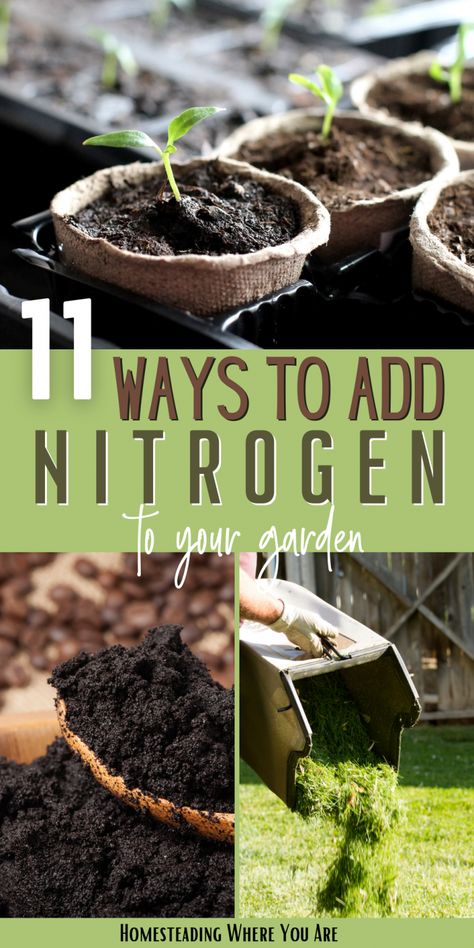 11 Natural Nitrogen Sources All Gardeners Need to Know Growing Vegetables At Home, Landscaping Backyard, Homestead Gardens, Vegetable Garden Diy, Fall Garden Vegetables, Backyard Vegetable Gardens, Gardening Plants, Garden Help, Veg Garden