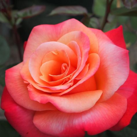 PRICES MAY VARY. Coral Rose Bush Live Plant, Hybrid Tea Rose Plant Live, Fragrant Rose Flowers Tree, Salmon Rose Live Plant Ready To Plant Outdoor Double blooms are high-centered and produced in shades of peach, coral and salmon Flower size: medium-large, 4 to 5 inch diameter Search terms: fragrant rose bushes ready to plant outdoor, rose plants ready to plant, roses plants live rose bush plant, live rose plants, rose tree live plant, tea rose bush, miniature rose bush, bare root rose bushes Cor Roses Plants, Rose Live, Tree Rose, Plants Photography, Miniature Rose, Rose Tree, Hybrid Tea Rose, Bush Plant, Plant Outdoor