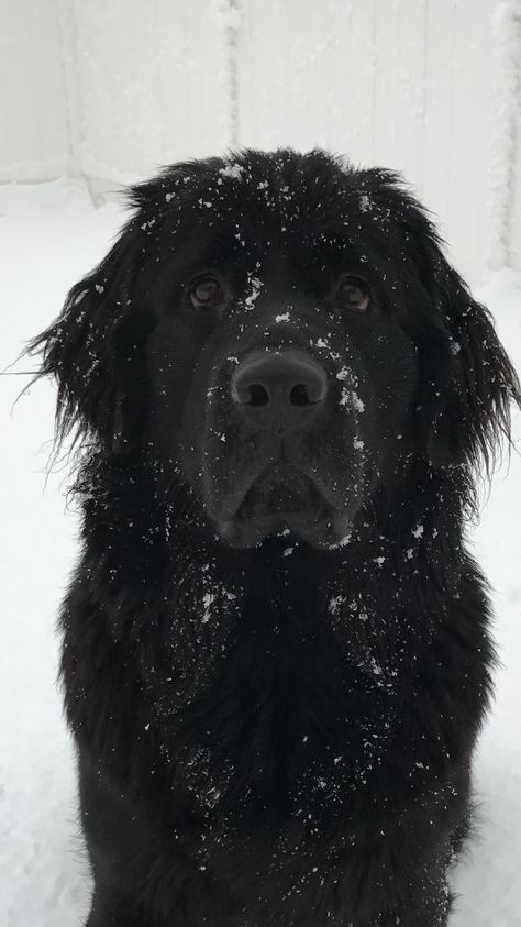 Snowy Stella Newfoundland Dog Aesthetic, Newfie Dog, Puppy Things, Newfoundland Dogs, Aesthetic Dog, Dog Aesthetic, Dream Dog, Simple Phone Wallpapers, Newfoundland Dog