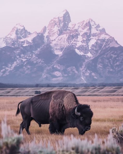 Bison Aesthetic, Buffalo In Snow, Bison Wallpaper, Bison In Snow, Bison Photography, Kitty Crowther, Deer Hunter, American Bison, Deer Hunters