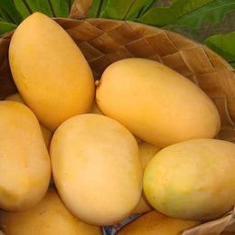 Filipino Mango, Native Filipino, Trees Nursery, Mango Plant, Mango Varieties, Mango Trees, Bamboo Grove, Guinness Book, National Animal