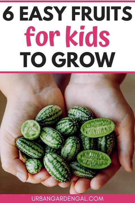 Growing fruits with kids Easy Fruits To Grow In Garden, Fruits You Can Grow Indoors, Easy Fruit To Grow In Garden, Easy Fruit To Grow, Grow Fruit Indoors, Growing Melons, Planting Fruit, Fruit Trees In Containers, Planting For Kids