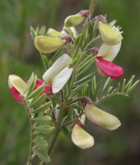 Virginia Goat's Rue | Virginia Goat's Rue (Tephrosia virgini… | Flickr Goats Rue, Virginia, Goats