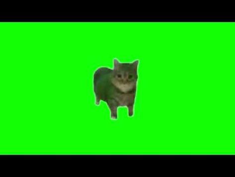 Green Screen Spinning Cat Meme | OIIAIOIIIAI Meme - YouTube Funny Green Screen, Lol Pictures, Screen Videos, Pictures Of Animals, Cat Meme, Making Faces, Green Screen, Adorable Animals, You Funny