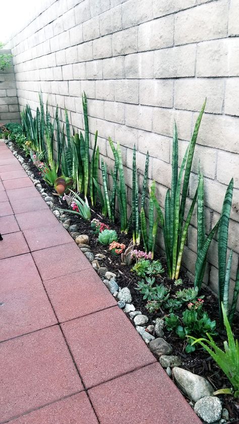 Creative Garden Decor, Small Shower, Side Yard Landscaping, Small Front Yard Landscaping, Succulent Garden Design, نباتات منزلية, Snake Plants, Small Backyard Gardens, Garden Decor Ideas