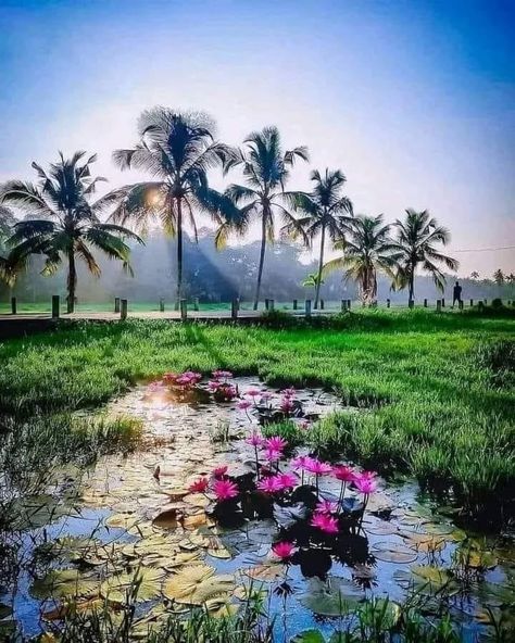 Nature Photography Kerala, Village Lovers Photos, Tamilnadu Village Photography, Kerala Nature Images, Kerala Culture, Beautiful Flower Quotes, Kerala Nature, Cardboard Art Sculpture, Alchemy Tattoo