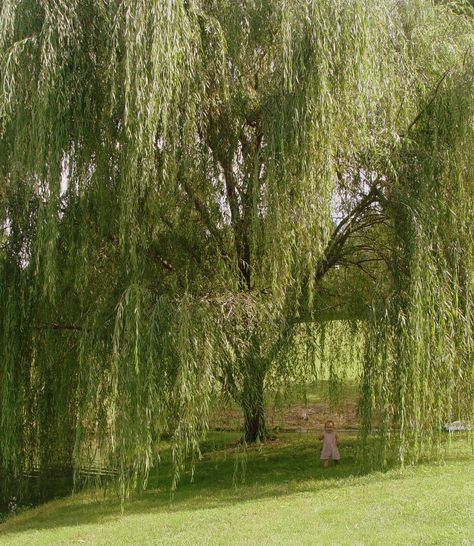 Willow Tree In Garden, Wipping Willow Trees, Big Willow Tree, Huge Willow Tree, Weeping Willow Forest, Weeping Willow Tree Aesthetic, La Girl Aesthetic, Fantasy Weeping Willow Tree, Burning Inside