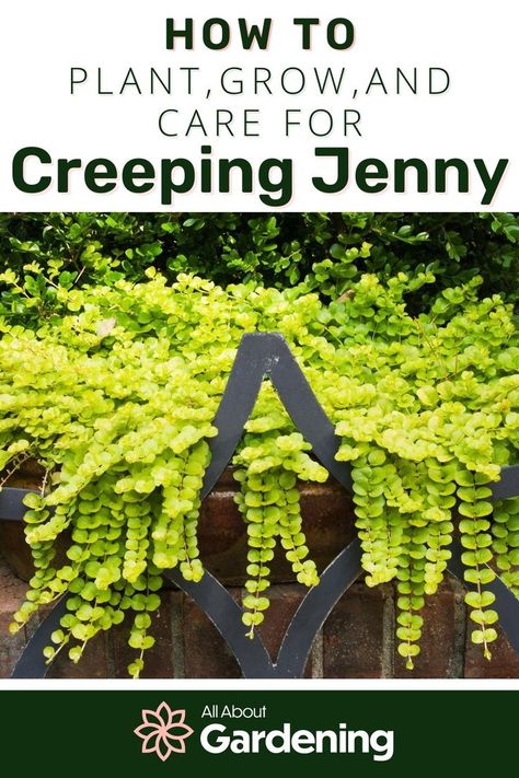 Creeping Jenny Plant, Lysimachia Nummularia, Creeping Jenny, Plants Growing, Shade Plants, Garden Lovers, Garden Spaces, Ground Cover, Front Garden