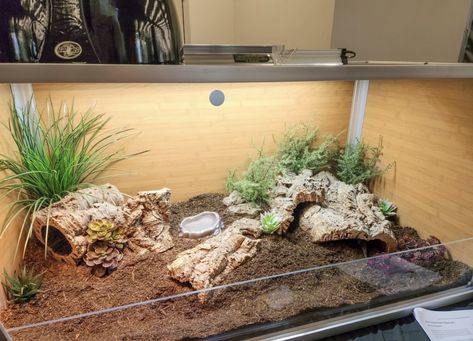 Blue Tongue Skink Enclosure Ideas, Lizard Tank Ideas, Blue Tongue Skink Enclosure, Skink Enclosure, Diy Reptile, Lizard Tank, Enclosure Ideas, Blue Tongue Skink, Reptile Room