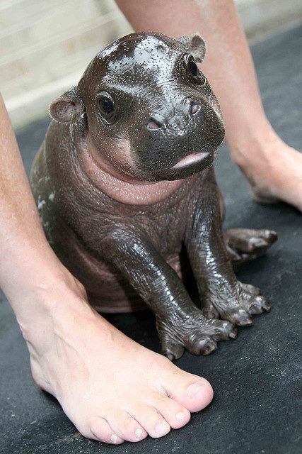 Baby hippo cuteness overload! Kuda Nil, Baby Hippopotamus, Hippopotamus For Christmas, Cute Hippo, Rhinos, Hippopotamus, Cute Creatures, Sweet Animals, On The Ground