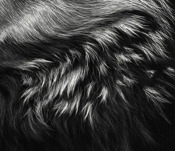 Close-up of Neck Ruff for The Scout by Cathy Sheeter Scratchboard Art Lessons, Scratchboard Techniques, Fur Tutorial, Zbrush Alpha, Drawing Fur, Scratchboard Artists, Scratchboard Illustration, Scratchboard Art, Black Paper Drawing